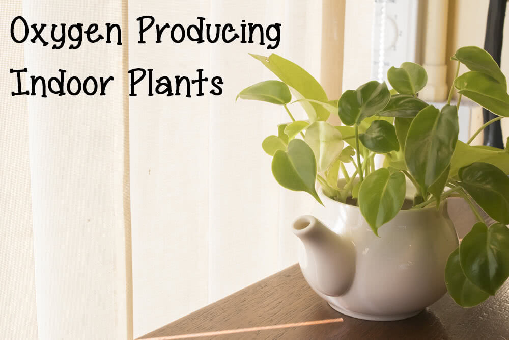 The Best Oxygen Producing House Plants   Oxygen Producing Indoor Plants 