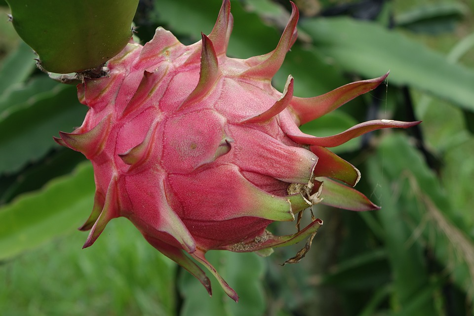 How To Pick the Dragon Fruit
