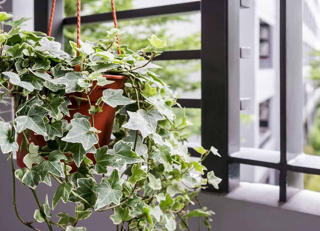 10 Best Hanging Indoor Plants