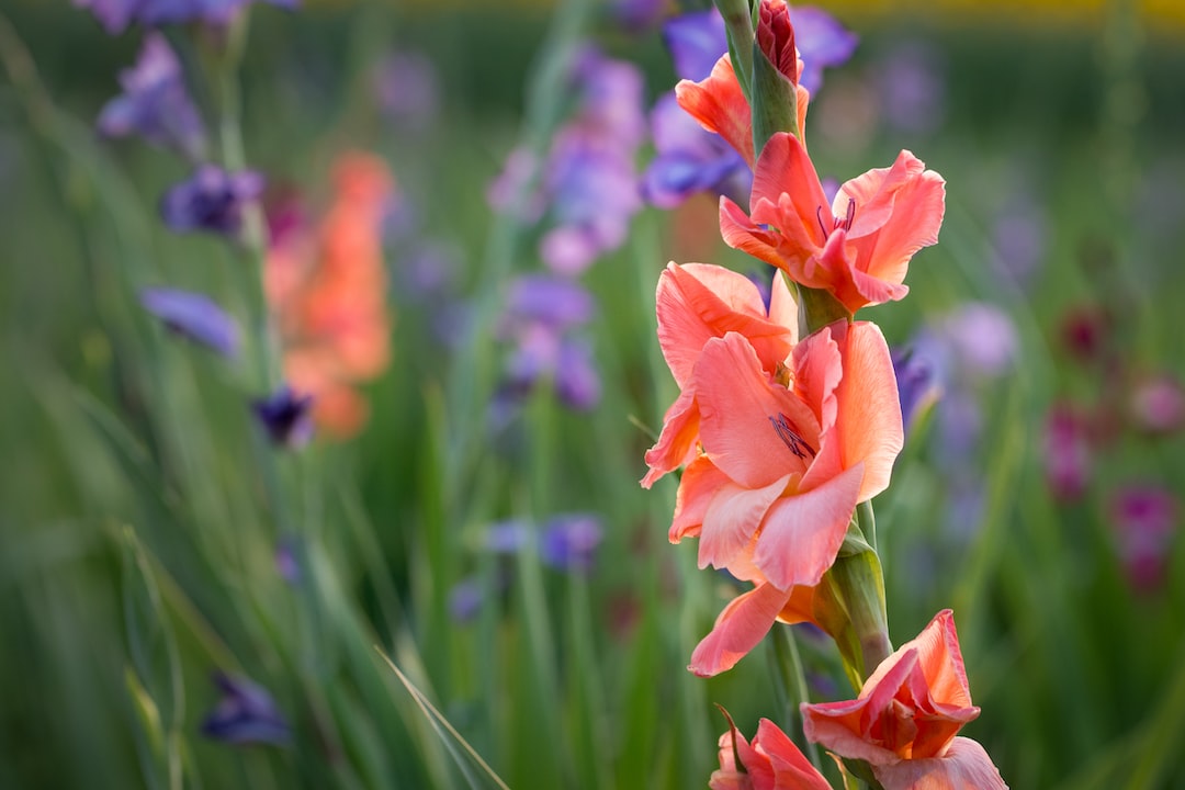 Cultivo de flores de gladiolo y sus diferentes tonalidades