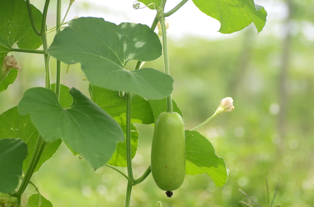 Growing Bottle Gourd 6378