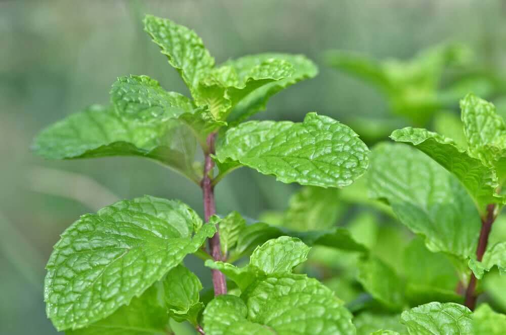 अस्थमा रोगियों के लिए रामबाण है पुदीना, आज से ही शुरू करे इसका सेवन- Mint is a panacea for asthma patients, start consuming it from today itself