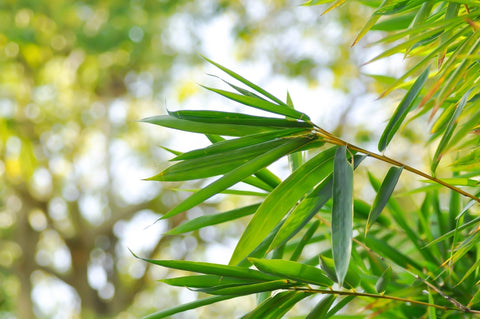Bamboo plant as an Indian vegetable in monsoon