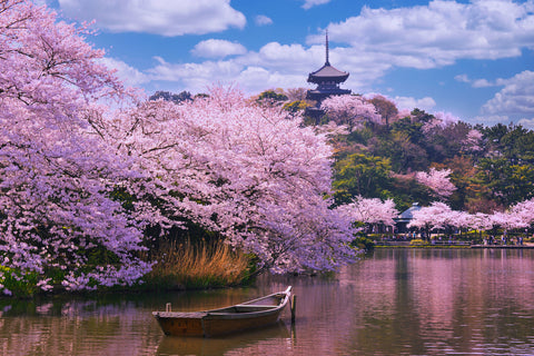 Cherry Blossom Trees