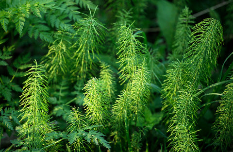 proper care for horsetail plant: the plant in spring sunlight