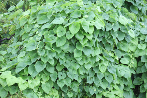 tinospora cordifolia