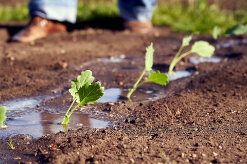 watering kohlrabi seedlings