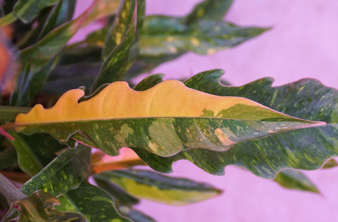 Close Up of the Philodendron Ring of Fire Variegation