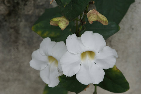 Bengal Trumpet Flowering Vines