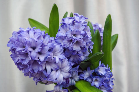 Hyacinth