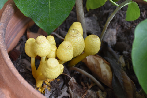 Yellow Mushrooms in Potted Plants Soil