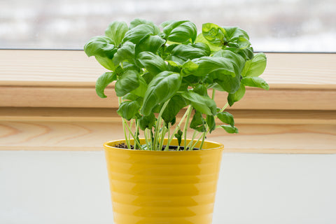 Indoor Basil Plant Near a Window