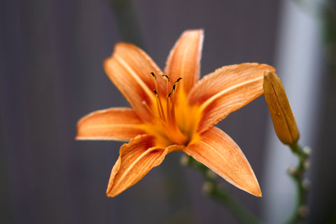 Orange Lily