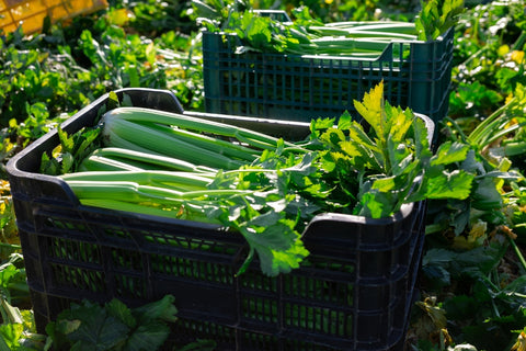 celery harvest