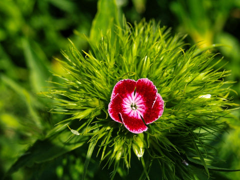 A Single China Pink Dianthus Flower