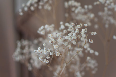 Growing Baby's Breath