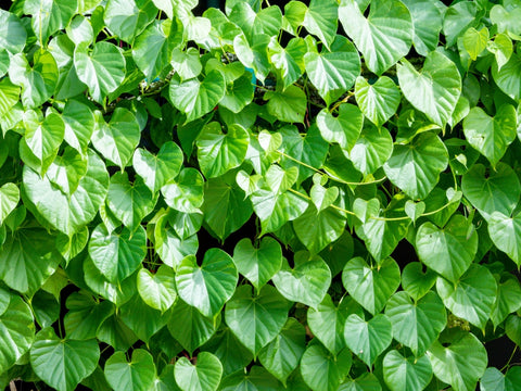 tinospora plant