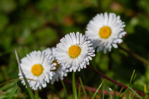 White Bellis Flowers