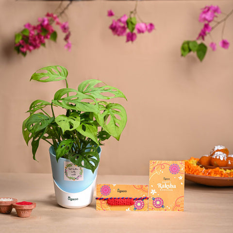 rakhi plant gift