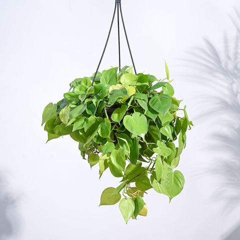 Ugaoo Philodendron Oxycardium Golden