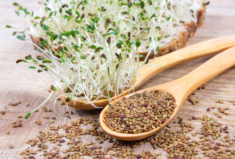 alfalfa seeds and sprouts on wooden spoons