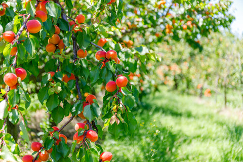 Ripe Apricots