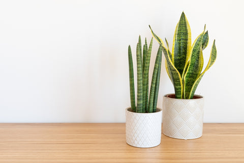 Snake Plants