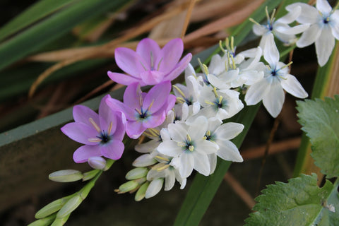 Purple Ixia Flowers