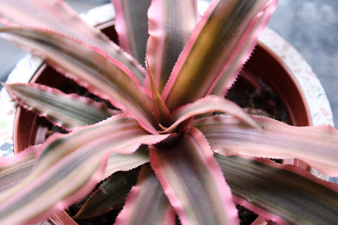 Rosette of Pink Earth Star Plant