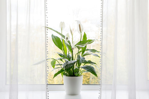 Peace Lily Plant