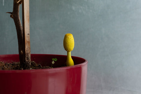 Single Yellow Mushroom Growing in Pot