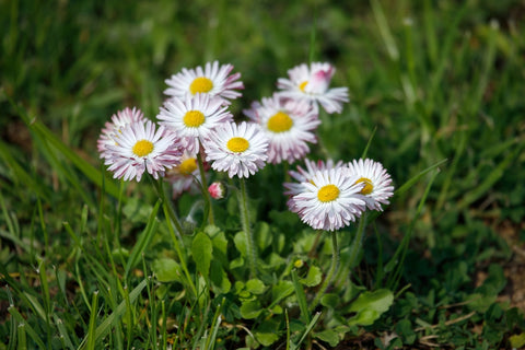 Bellis English Daisy Flowers