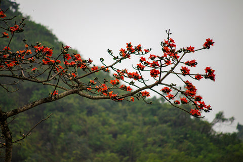 The Silk Cotton Tree