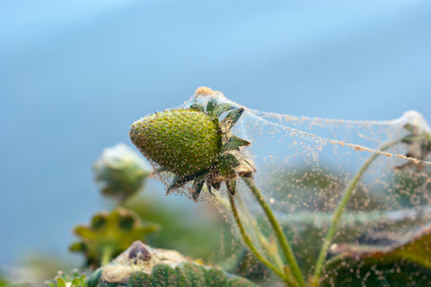 Spider Mites of a Strawberry Plant