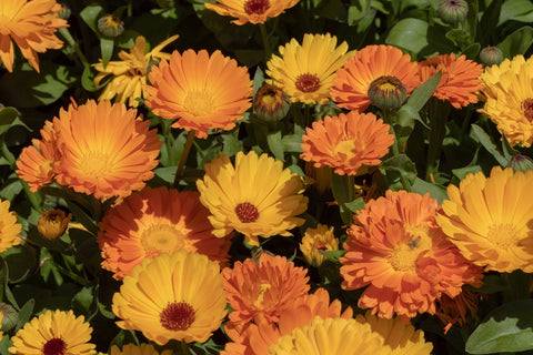 Calendula Flowers