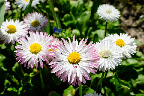 White and Pink Daisies