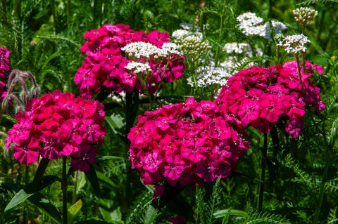 Sweet William Flowers