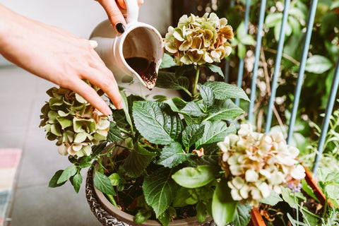 Coffee Residue for Flowering Plants