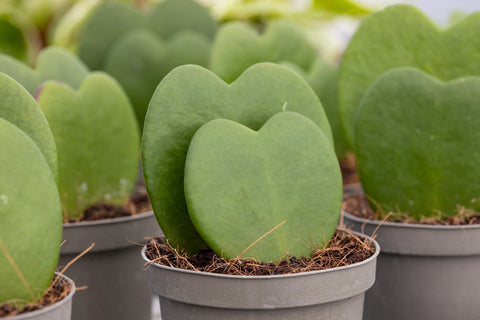 Green Heart Hoya