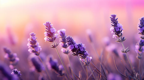 Lavenders as Edible Flowers