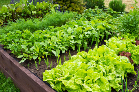 Crop Rotation for Vegetable Gardens