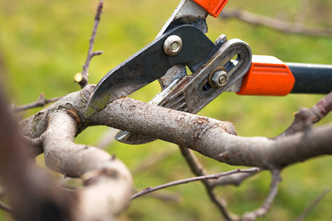 Pruning an Apricot Plant Branch