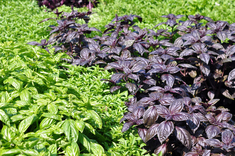 Purple and Green Basil