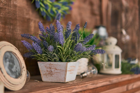 lavender plant indoors as a biophilia home decor idea