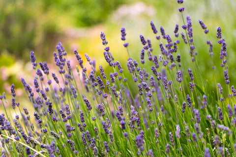 Lavender Plants in a Field