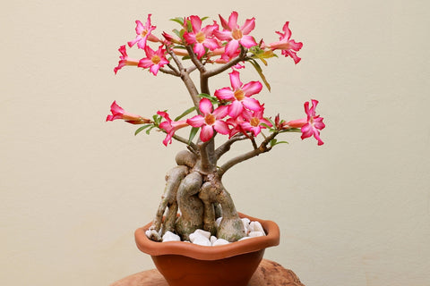 Desert Rose in Containers