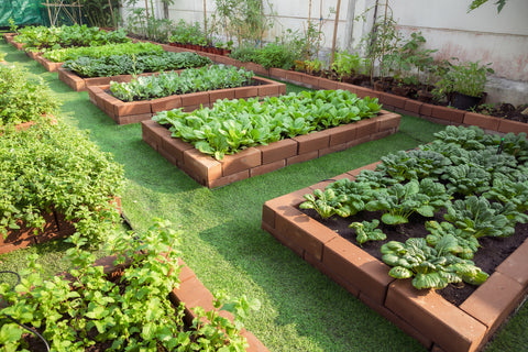 Raised Garden Beds