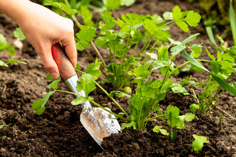 Growing Cilantro at Home