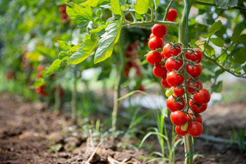 Tomatoes in a Vegetable Garden