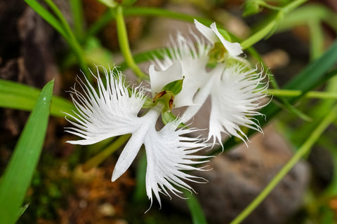 White Egret Orchids